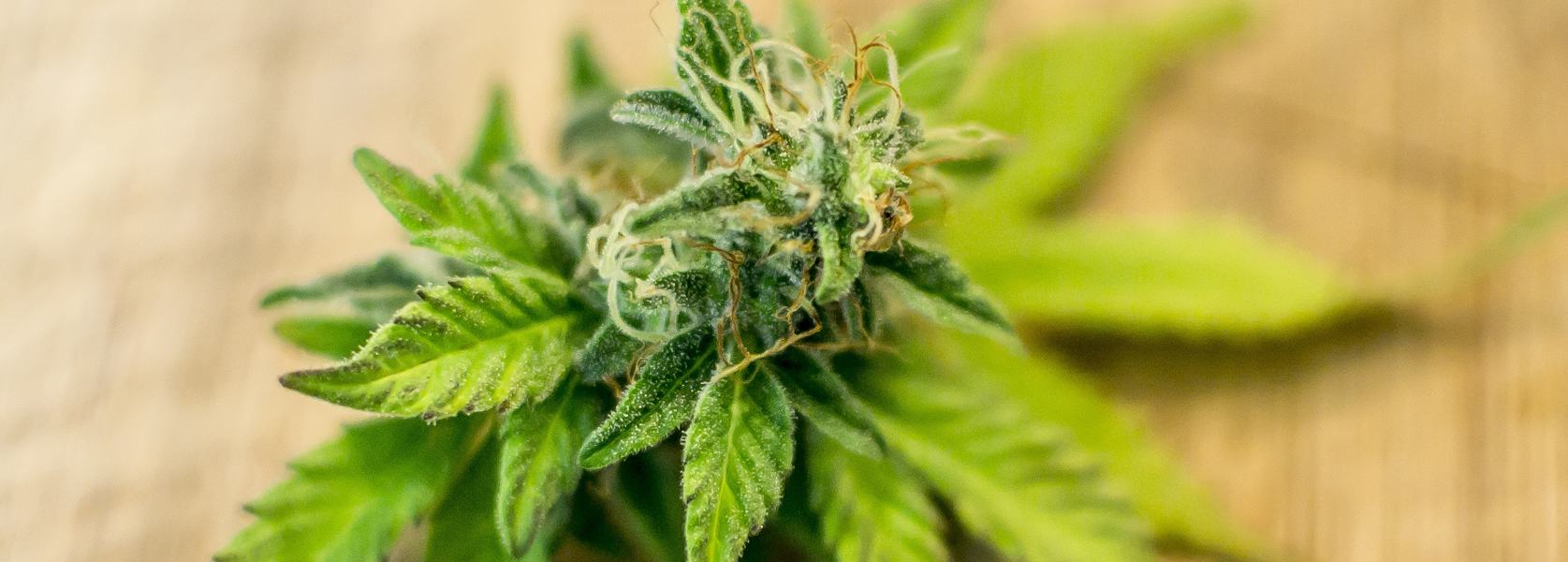 Contenedores verticales de marihuana con cerraduras de niños
