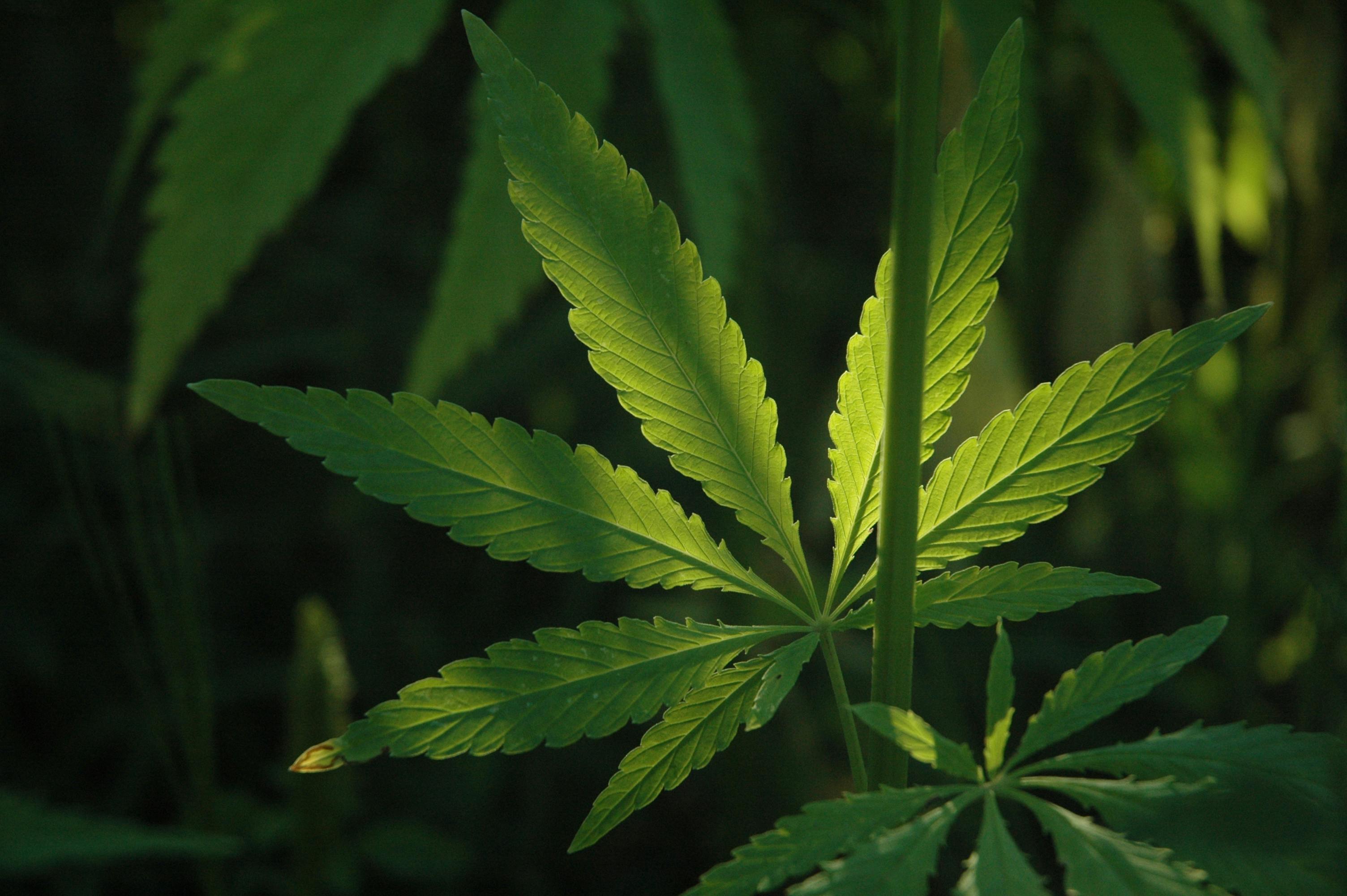 Embalaje de cannabis biodegradable
