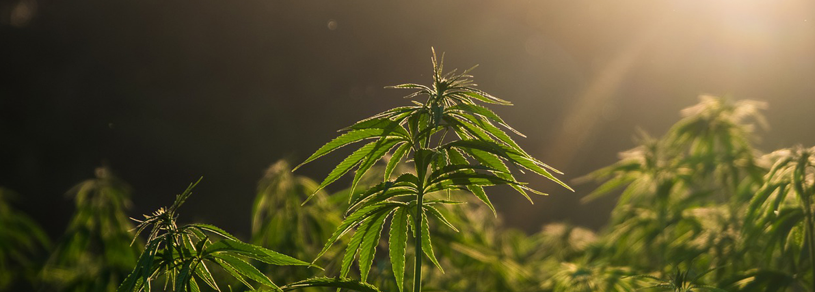 Ventana transparente Mylar Bolsas Zipllock para cannabis