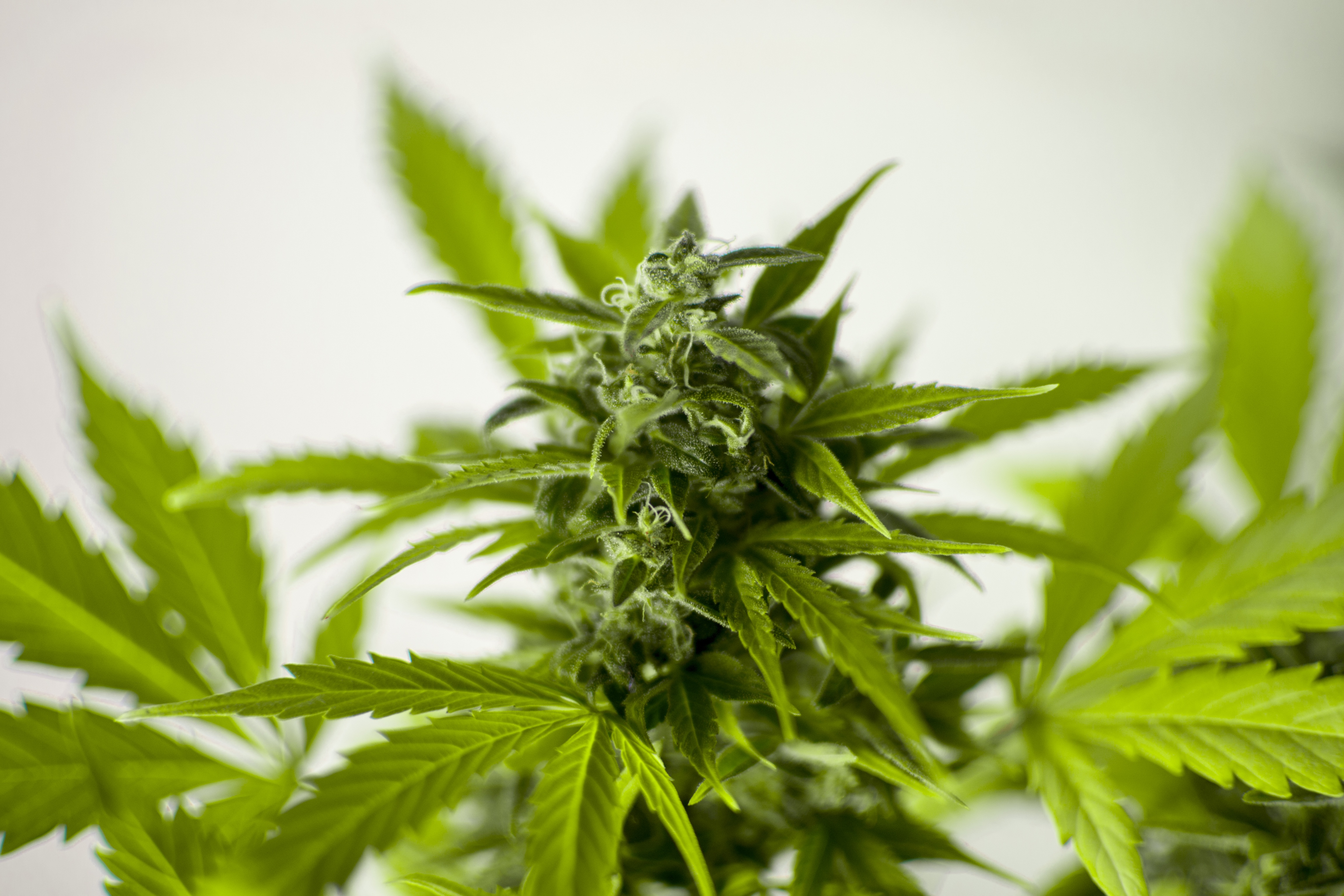 cuanto es una cremallera de marihuana