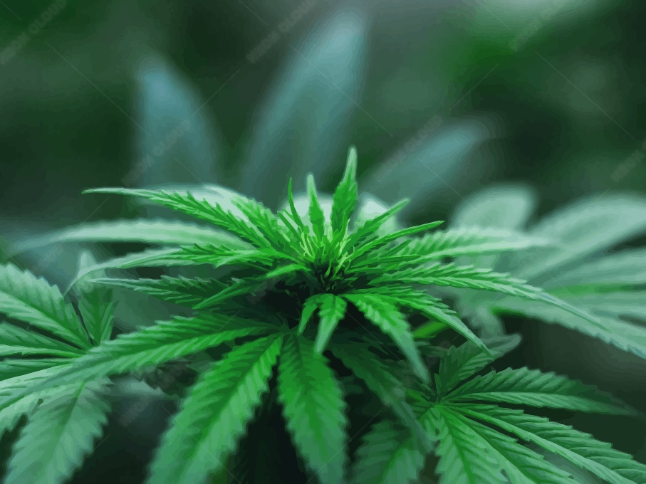 diseño de bolsas de cannabis a granel