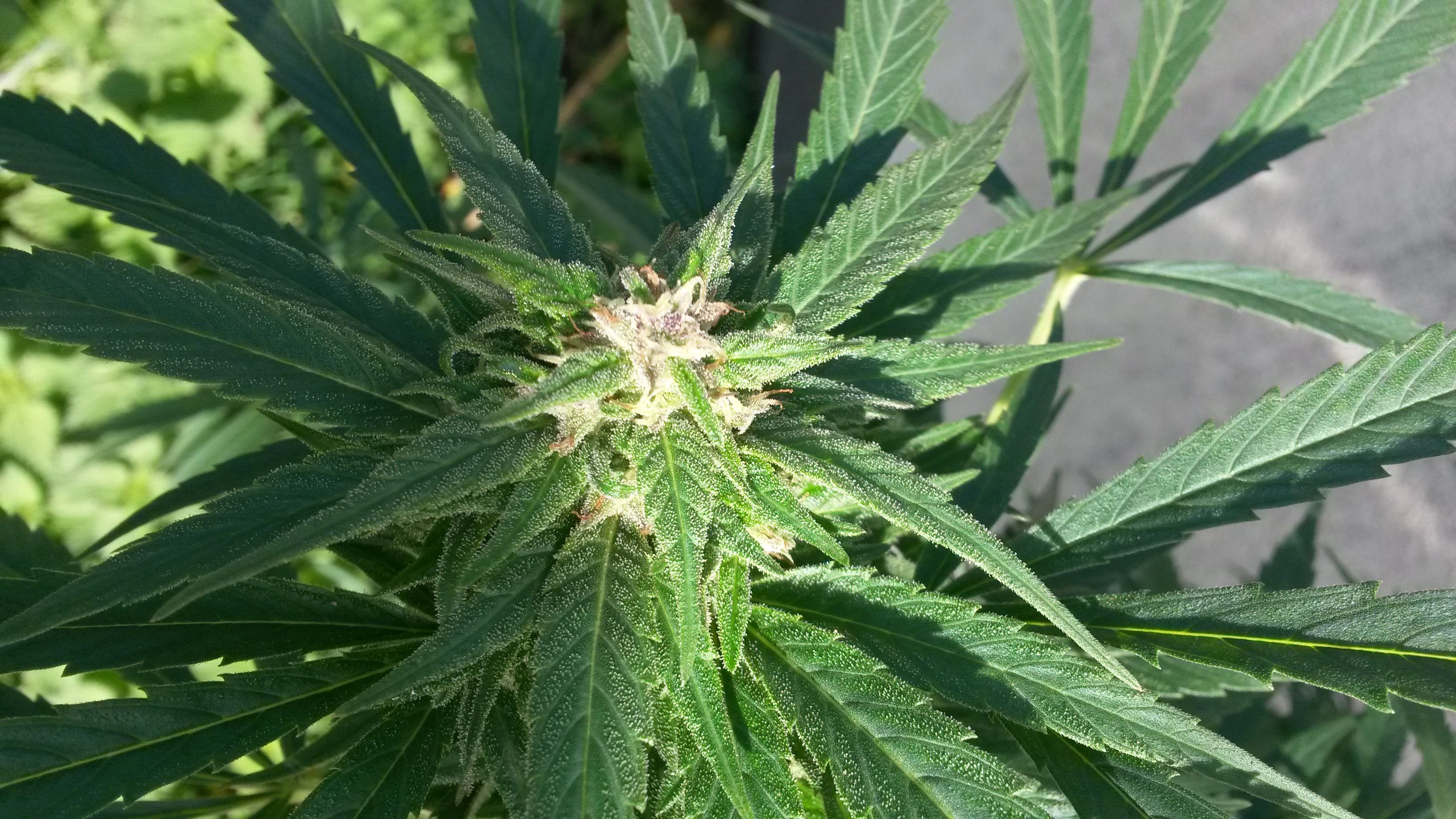 Envases de variedades ex&oacute;ticas de cannabis.