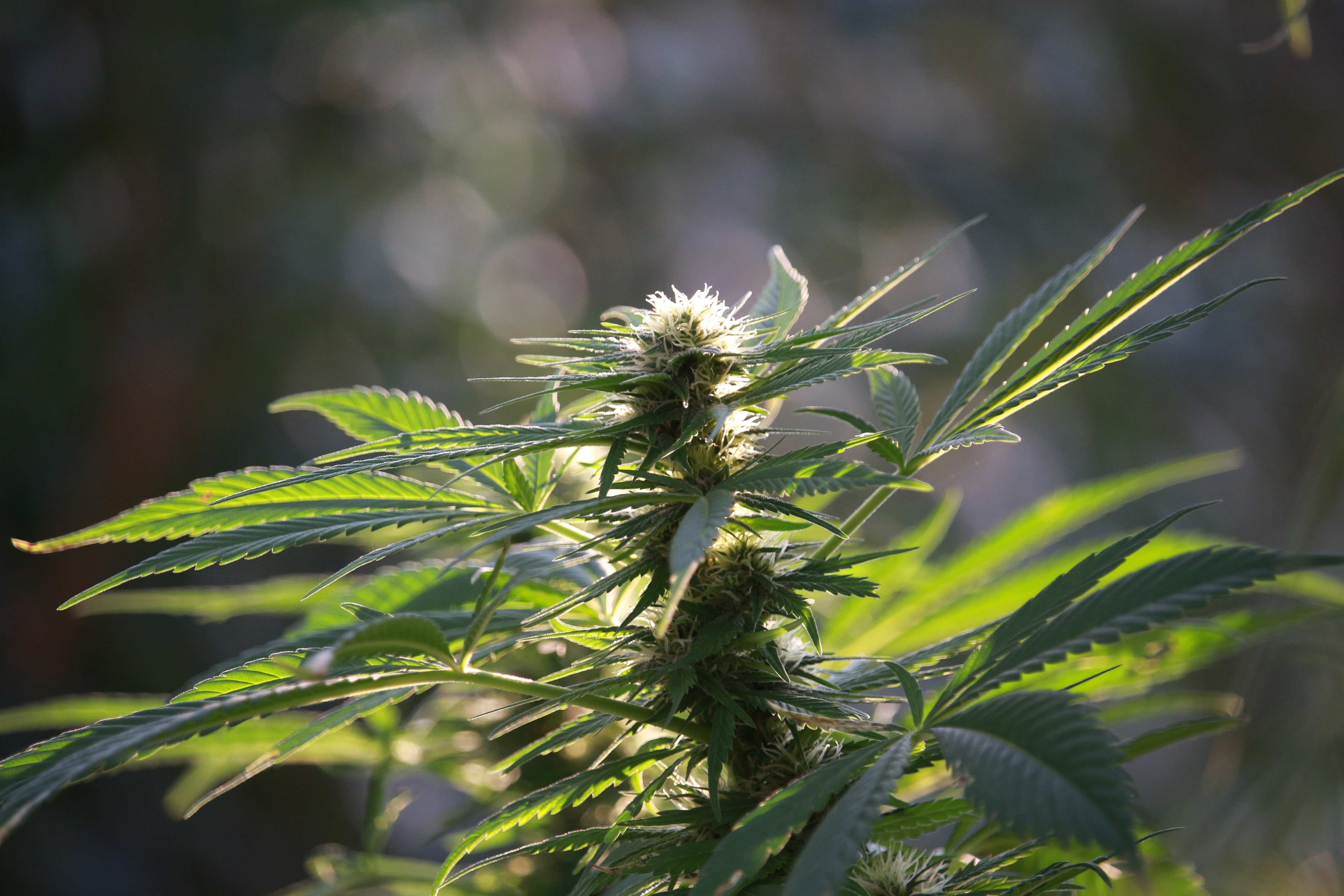 bolsas de cannabis falsas marcas mylar