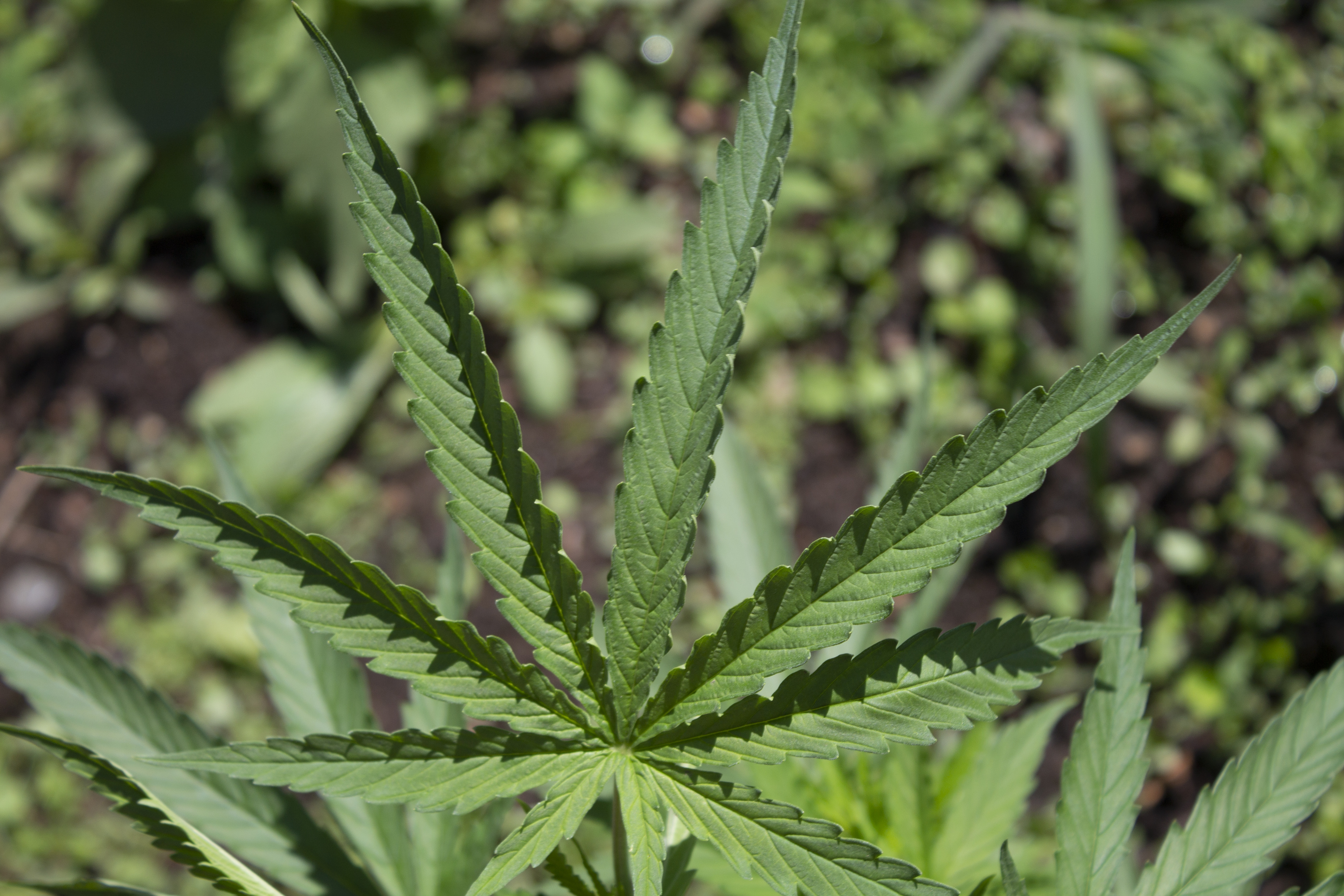 Los mejores materiales de empaque exóticos para productos de cannabis